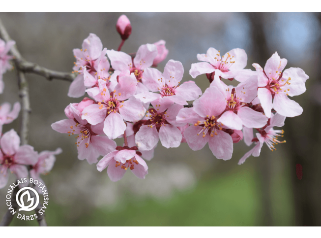 Prunus cerasifera   'Atropurpurea'